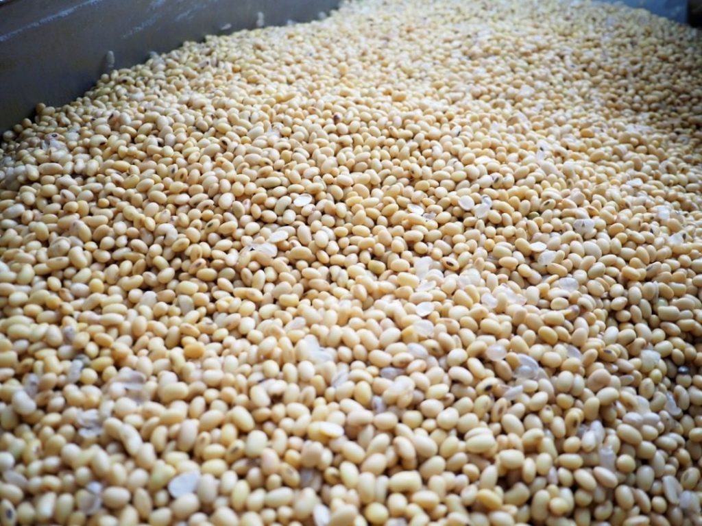 good quality soy bean to make senai tofu